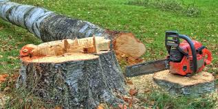 Best Tree Risk Assessment  in Hamlin, TX