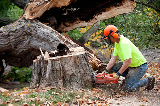 Best Fruit Tree Pruning  in Hamlin, TX